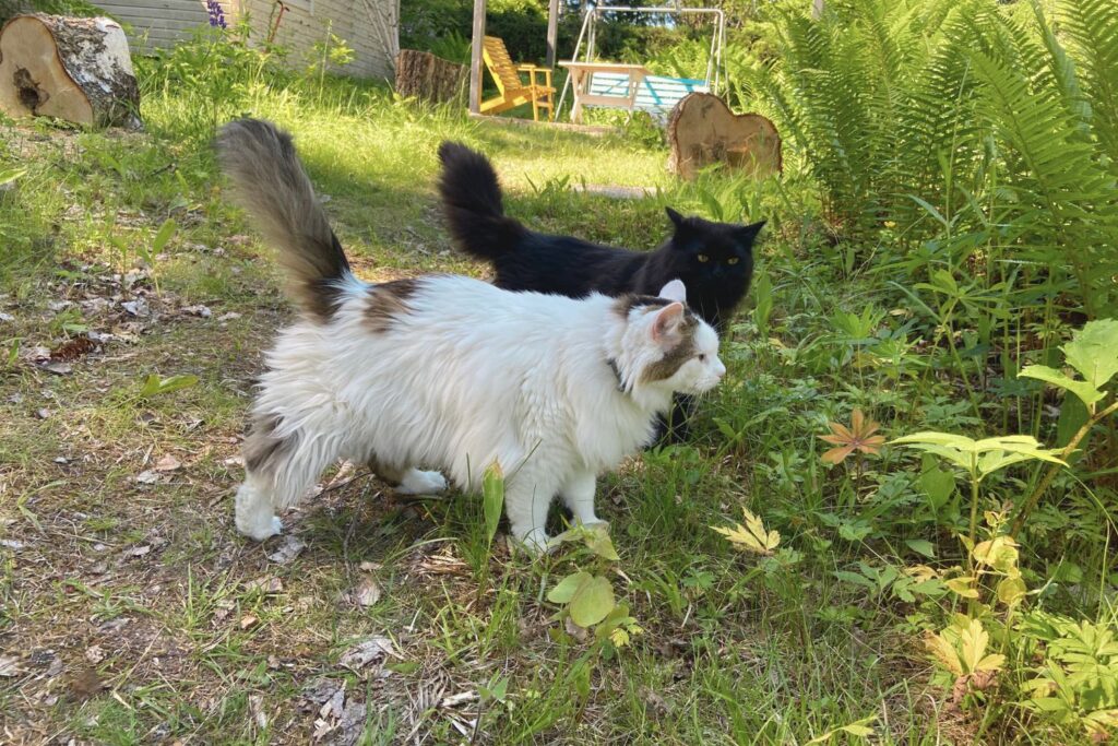 Two cats Avery and Teemu on the path to a Finnish cottage