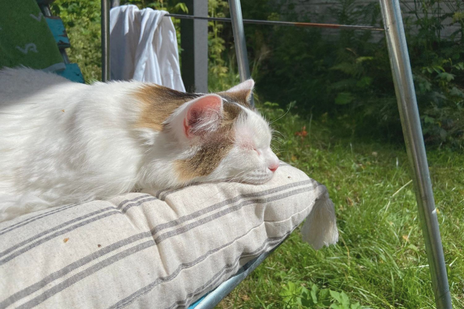 Avery the cat relaxing on a swing outside a cottage during a peaceful renovation project.