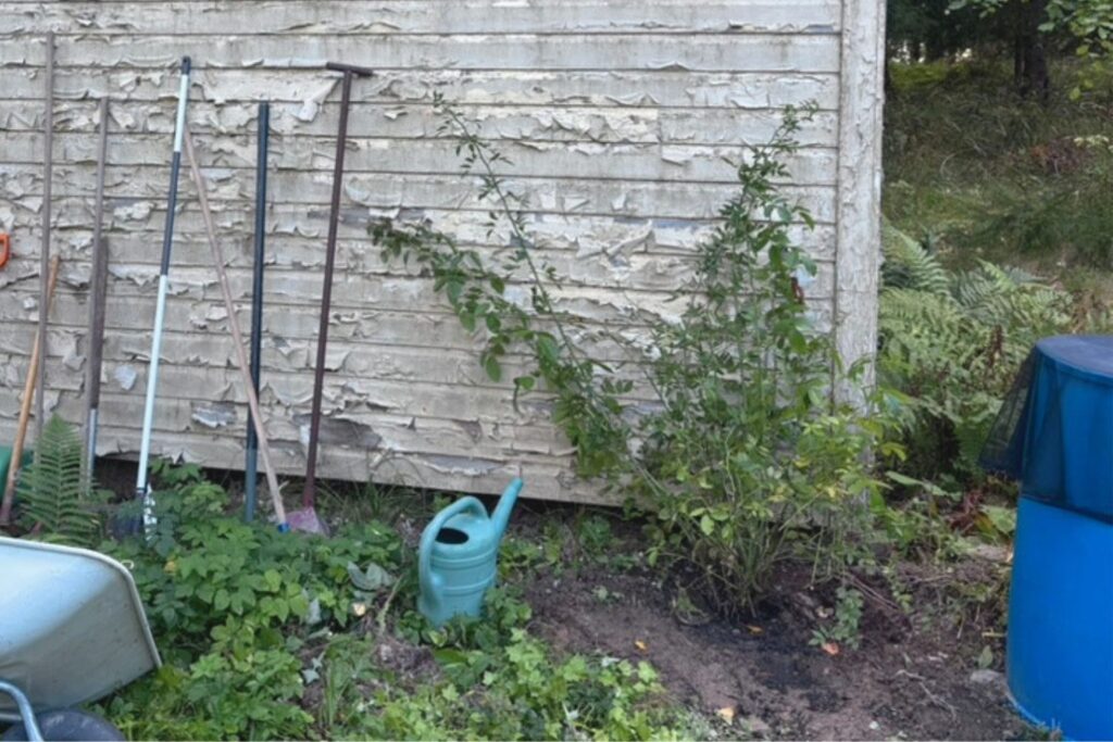 Flammentanz climbing rose planted at the corner of a Finnish cottage