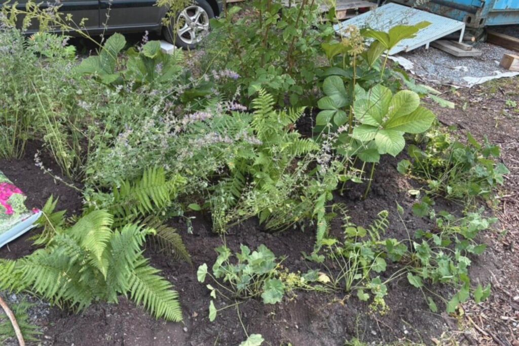 Flower bed with lilac, false spirea, lady's mantle and catmint at a Finnish cottage