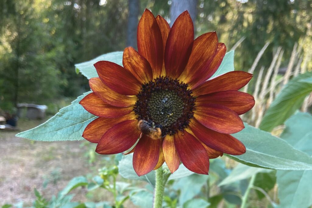 Blooming sunflower in a late summer cottage garden