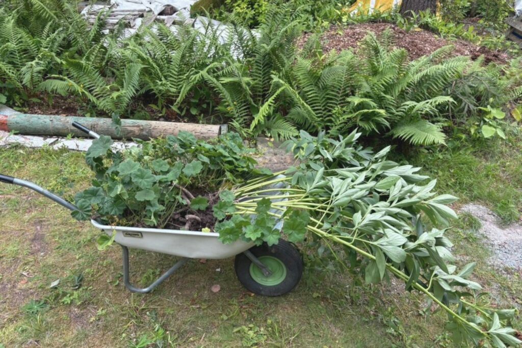 Late Summer in the Cottage Garden: What I’m Learning as I Go